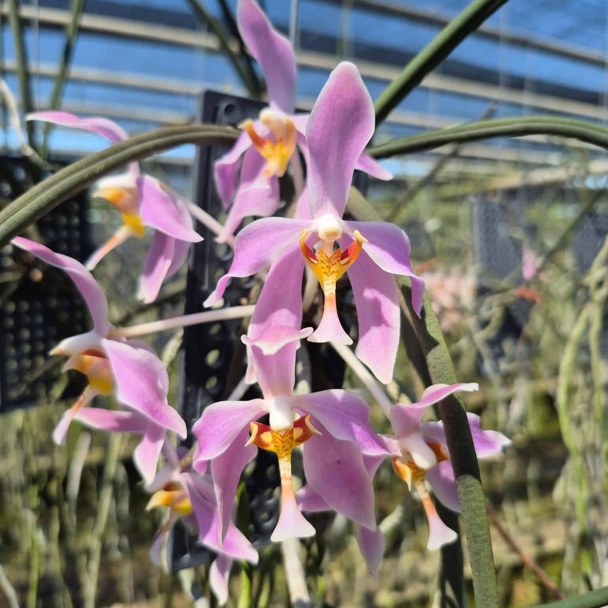 Paraphalaenopsis laycockii Orchid Plant – Rare Round Leaf Orchid Medium Size