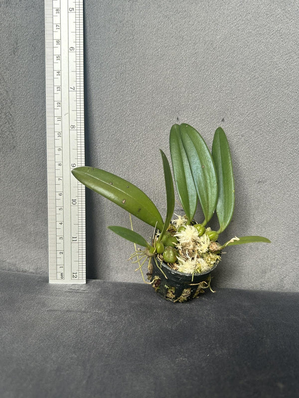 Bulbophyllum electrinum var. calvum