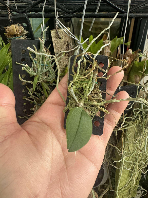 Phalaenopsis lowii 1 Plant Orchid Plant – rare orchids