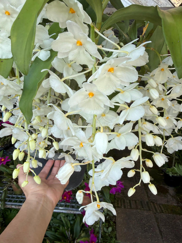 Dendrobium farmeri alba Orchid Plant (Bloom Size)