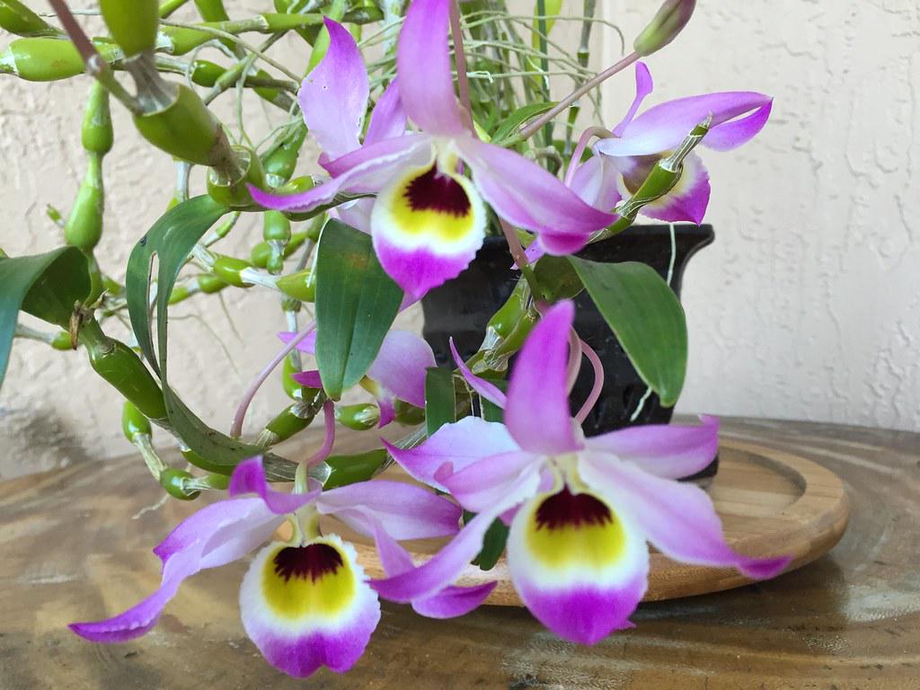 Fragrant - Dendrobium findlayanum v. oculatum x sib (bloom size)