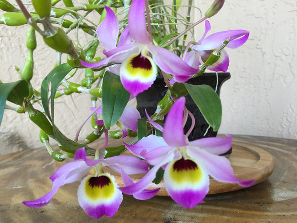 Fragrant - Dendrobium findlayanum v. oculatum x sib (bloom size)
