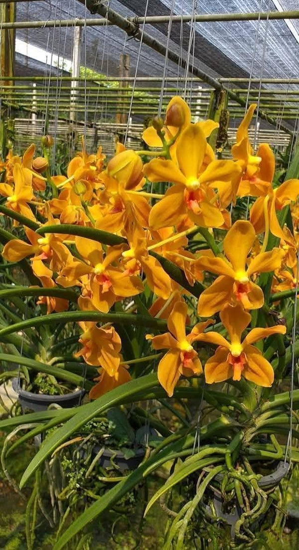 Paravanda Golden Delight Orchid Plant, Fragrant Yellow Bloom Size Orchid