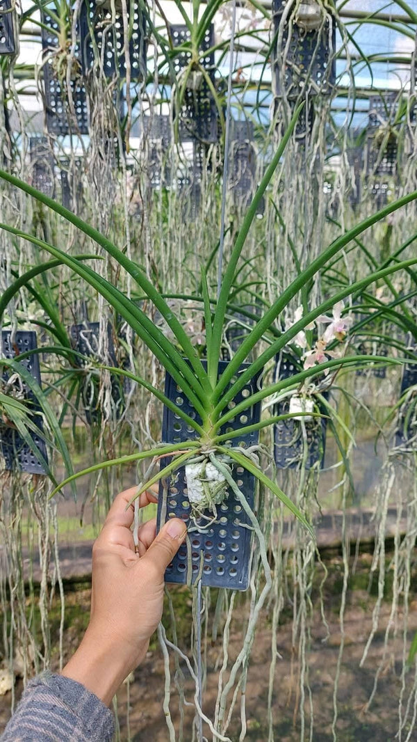 Paravanda (Vanda x Paraphalaenopsis) Orchid Plant, Fragrant Pink Bloom Size Orchid