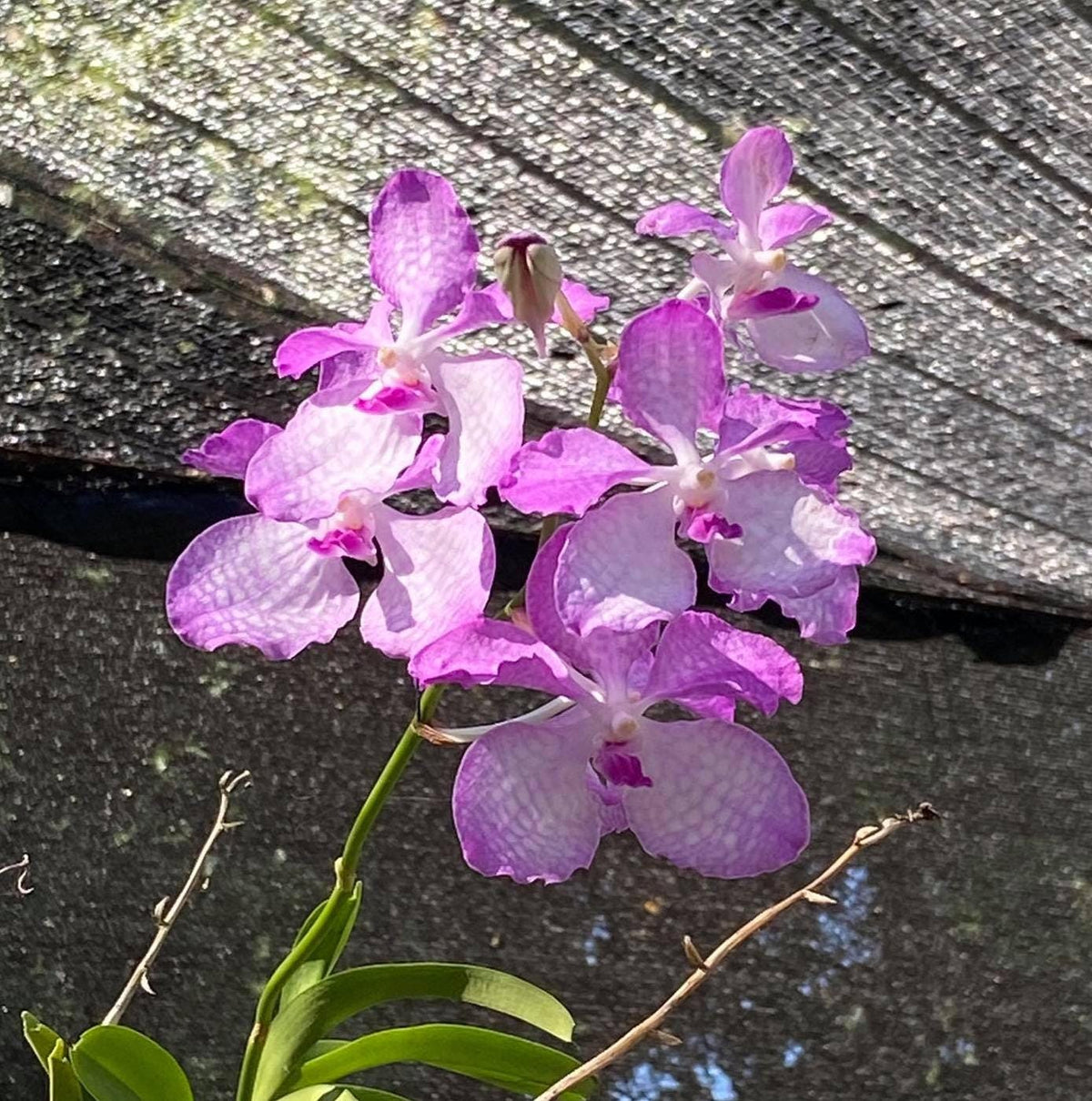 Vanda coerulea "Pink" , Rare species,Blooming Size,rare orchid collection
