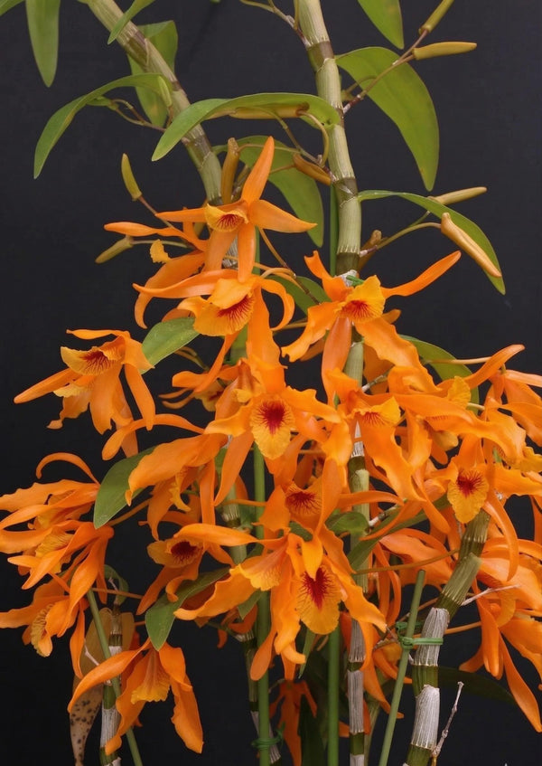 Dendrobium Chanthaboon Sunrise 'Orange Eyes'  2 Plant Orchid (Starter Size) Beauty Dendrobium Hybrid