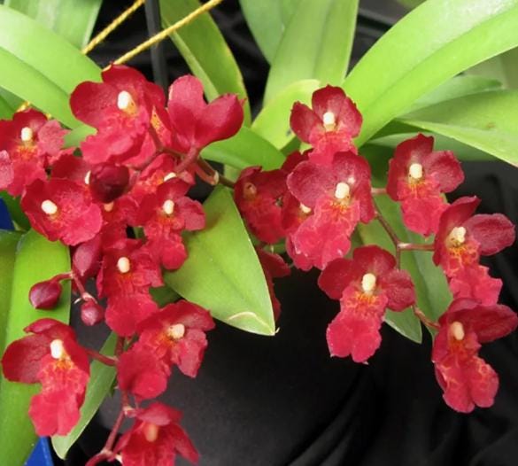 Howeara Lava Burst 'Puanani' Oncidium orchidea 1 Pianta fiore rosso profumato Mini Oncidium