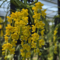 Chiloschista nakornpanomensis Orchid Plant, Leafless Collection (Bloom Size)