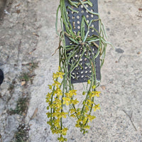 Chiloschista nakornpanomensis Orchid Plant, Leafless Collection (Bloom Size)