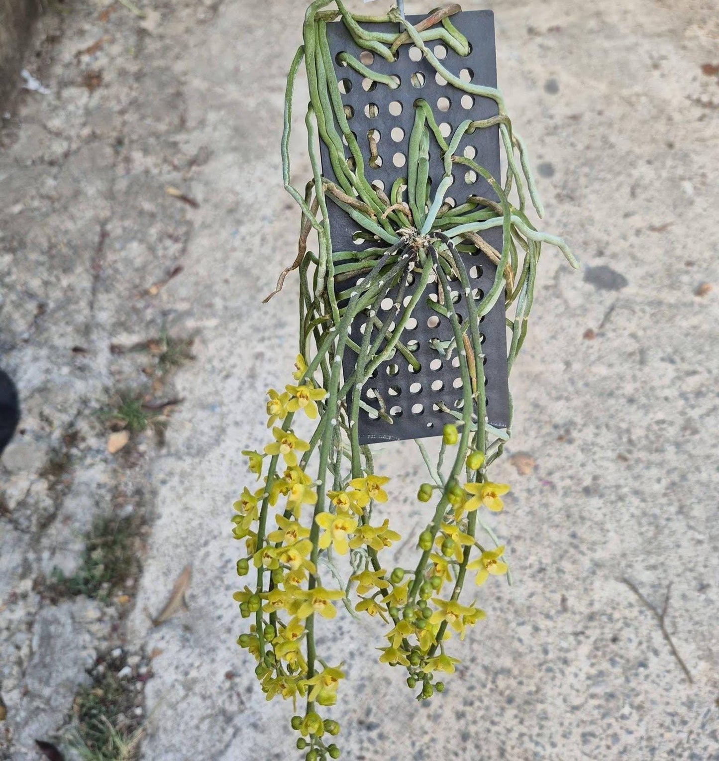 Chiloschista nakornpanomensis Orchid Plant, Leafless Collection (Bloom Size)