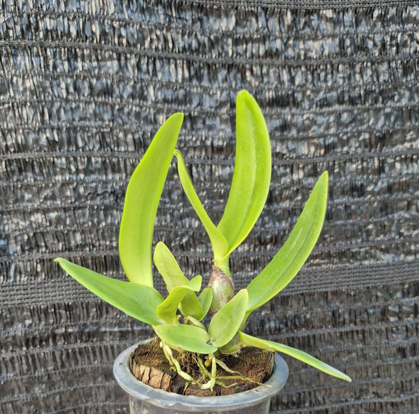 Rlc.chunfong little sun Orchid 1 Plant, Hybrid Bloom Size Cattleya and Laelia Collection