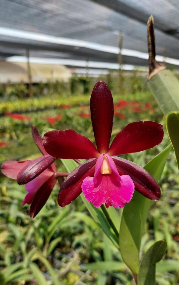 Hybrid Cattleya Orchid Plant, Bloom Size, Dark Red and Pink Flower