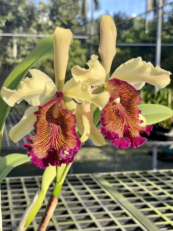 Cattleya Dowiana var. aurea