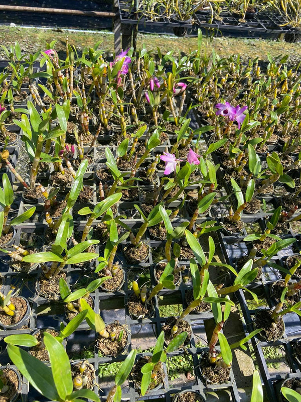 x2 Dendrobium nobile Orchid Plant (Starter Size) – White Pink Purple Blooms