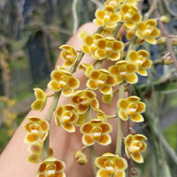Chiloschista lunifera × Chiloschista viridiflava (Bloom Size) Leafless Orchid Collection