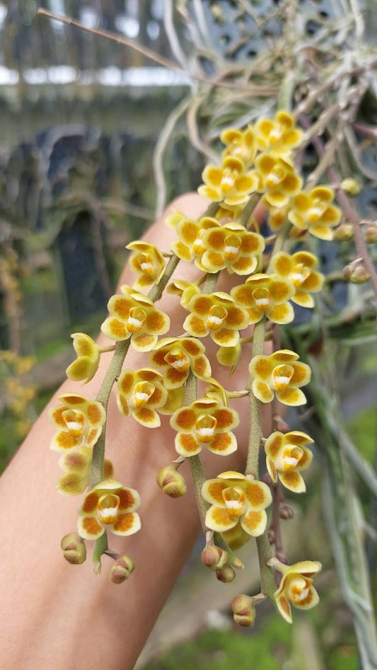 Chiloschista lunifera × Chiloschista viridiflava (Bloom Size) Leafless Orchid Collection