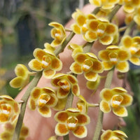Chiloschista lunifera × Chiloschista viridiflava (Bloom Size) Leafless Orchid Collection