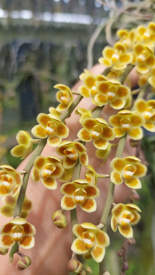 Chiloschista lunifera × Chiloschista viridiflava (Bloom Size) Leafless Orchid Collection