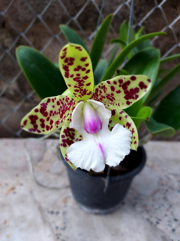 Cattleya YNS Green Leopard 'Jade Dragon' 1 Plant Orchid hybrid plant