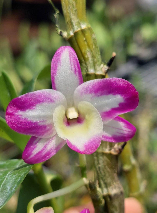 Orchid Dendrobium Hamana Lake Prism