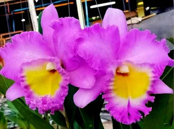 Rhyncholaeliocattleya Rungnapha Pink #9