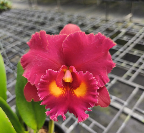 Exotic Hybrid Orchid Plant: Cattleya Alliance Rlc Siam Red Bloom Size
