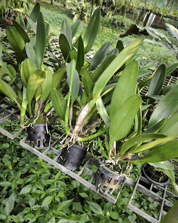 Exotic Hybrid Orchid Plant: Cattleya Alliance Rlc Siam Red Bloom Size