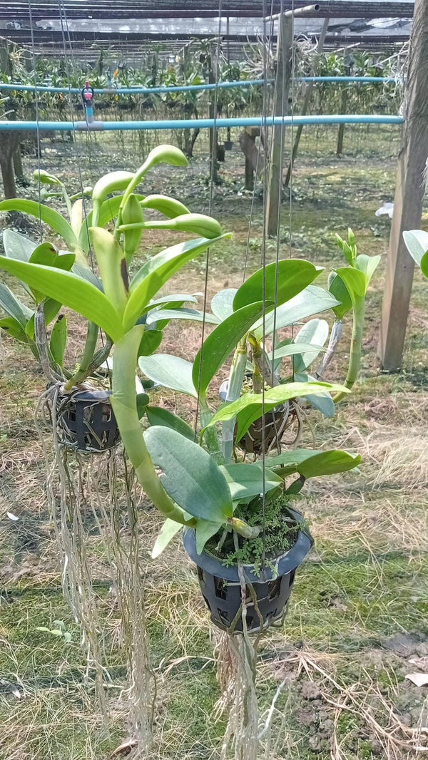 Cattleya violacea var.flamea Cattleya Alliance 1 Plant Bloom Size