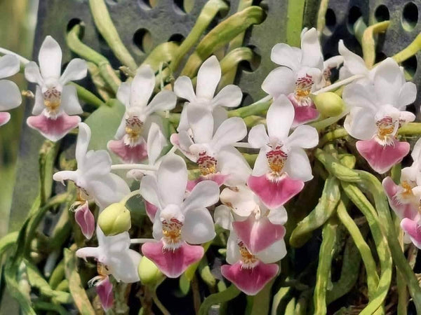 Phalaenopsis Parishii Orchid Plant, Miniature Blooming Size Orchid Fragrant Flower