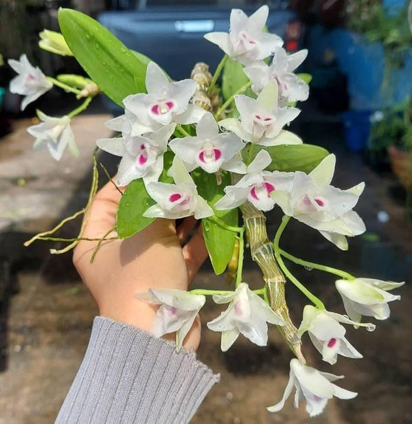 Dendrobium parishii semi-alba 1 Plant Fragrant Dendrobium Collection