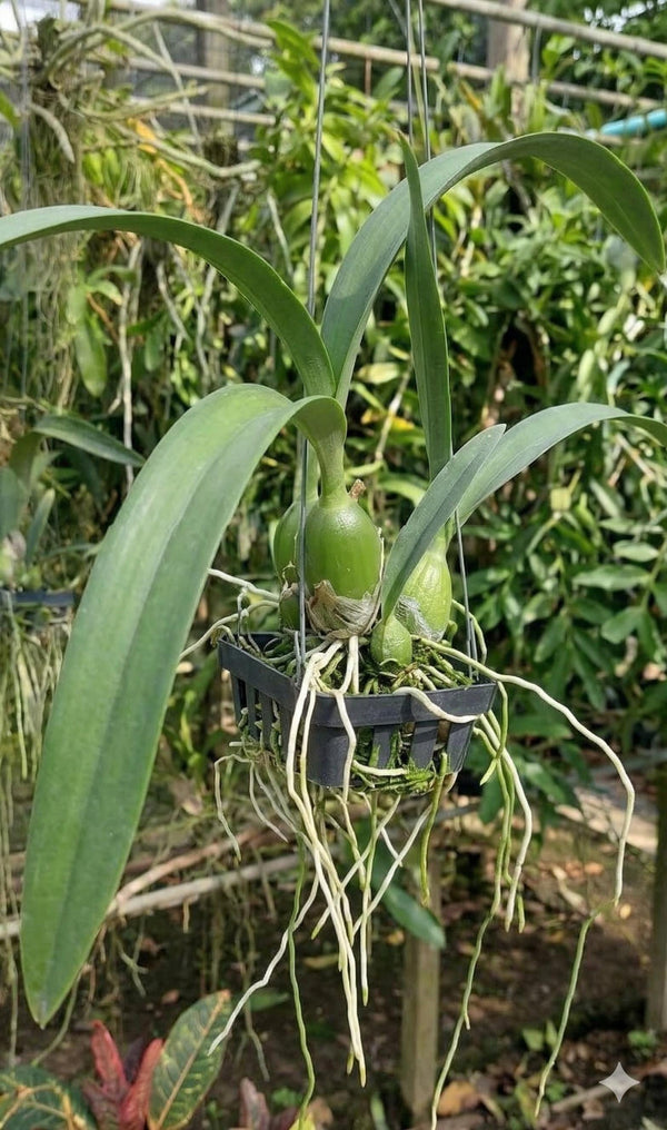 Encyclia cordigera v. rosea (selected dark) 1 Plant Encyclia Epidendrum Cattleya Dendrobium Orchids