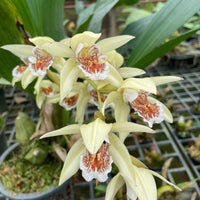 Coelogyne asperata