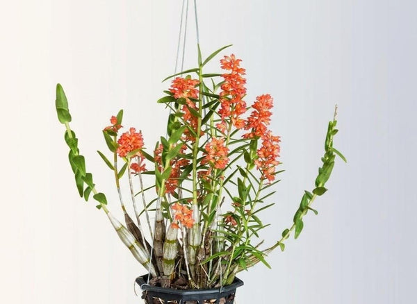 Dendrobium faciferum Orchid Plant, Bloom Size, 4" Pot