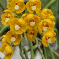 Chiloschista nakornpanomensis Orchid Plant, Leafless Collection (Bloom Size)