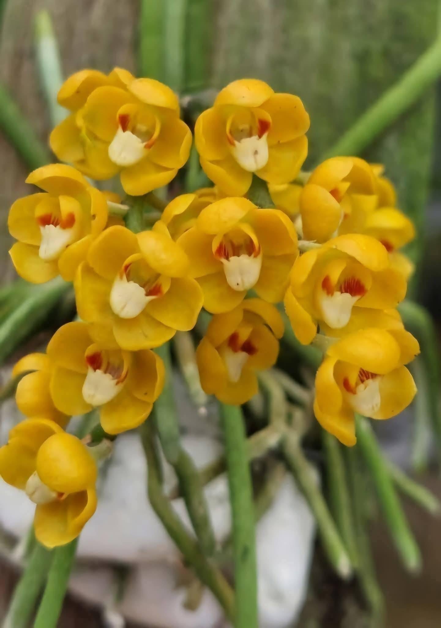 Chiloschista nakornpanomensis Orchid Plant, Leafless Collection (Bloom Size)