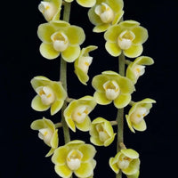 Chiloschista parishii 1 Plant Orchid Species (Bloom Size) leafless orchid collection