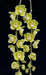 Chiloschista parishii 1 Plant Orchid Species (Bloom Size) leafless orchid collection