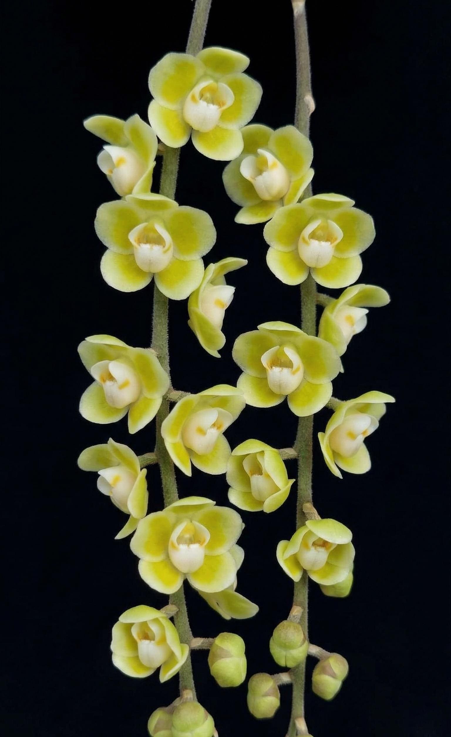 Chiloschista parishii 1 Plant Orchid Species (Bloom Size) leafless orchid collection