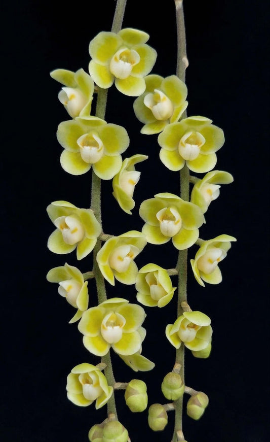 Chiloschista parishii 1 Plant Orchid Species (Bloom Size) leafless orchid collection