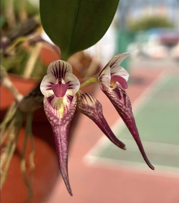 Bulbophyllum emarginatum 1 Orchid Plant, Bloom Size,Mini Orchid Collection