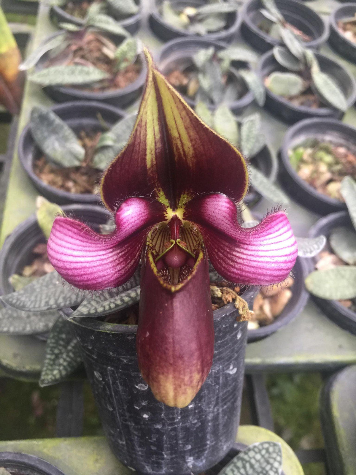 Paphiopedilum collection Orchid Plant: Lady Slipper Bloom Size