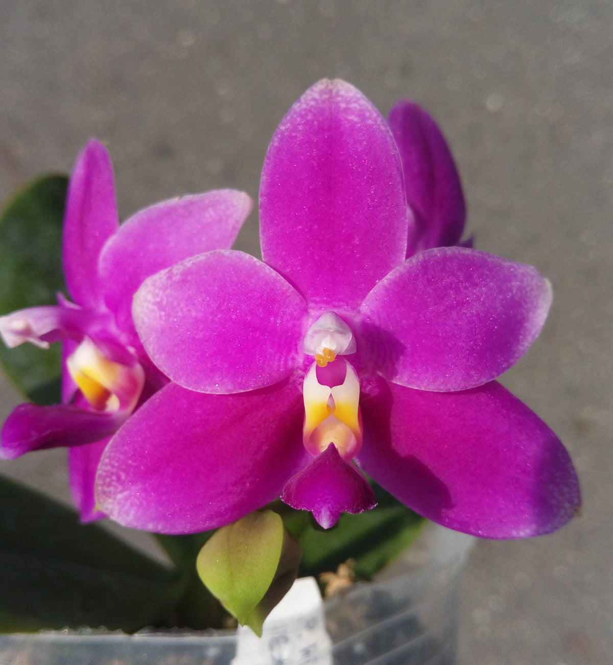 Phalaenopsis Violacea Indigo Orchid Plant – Rare Round Leaf Orchid