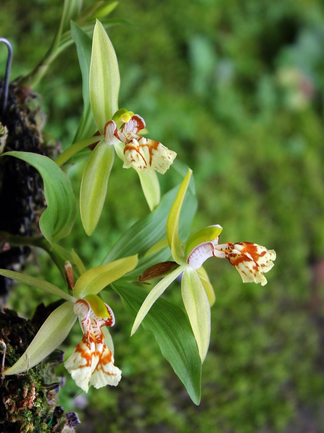 Coelogyne schilleriana  Orchid Plant: Miniatureorchid Bloom Size