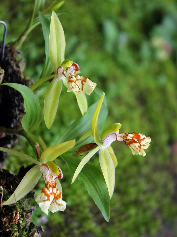 Coelogyne schilleriana