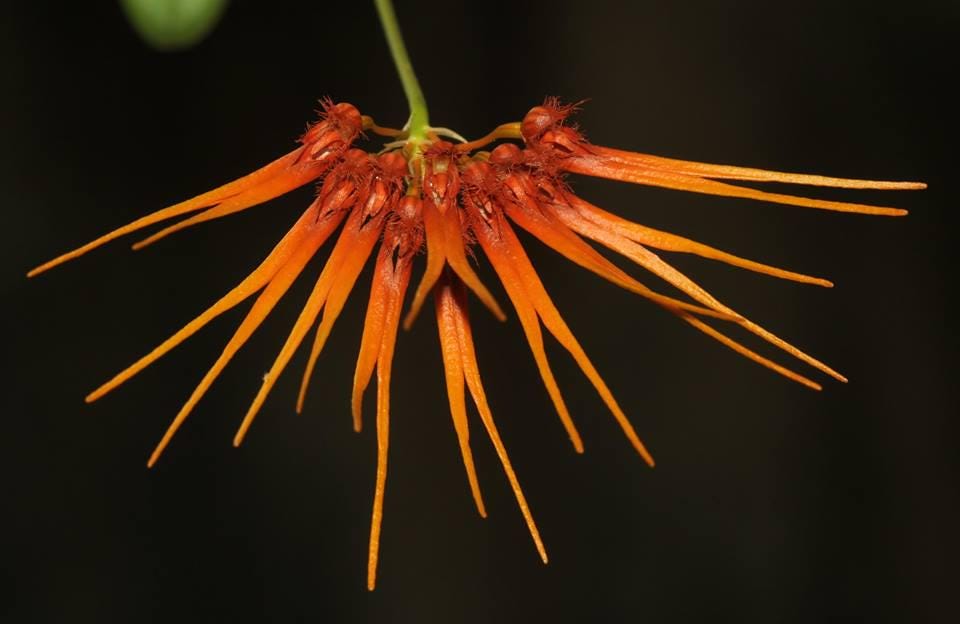 Bulbophyllum electrinum var. calvum