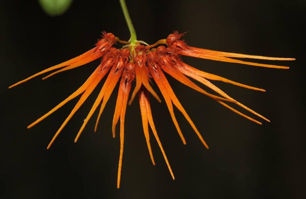 Bulbophyllum electrinum var. calvum