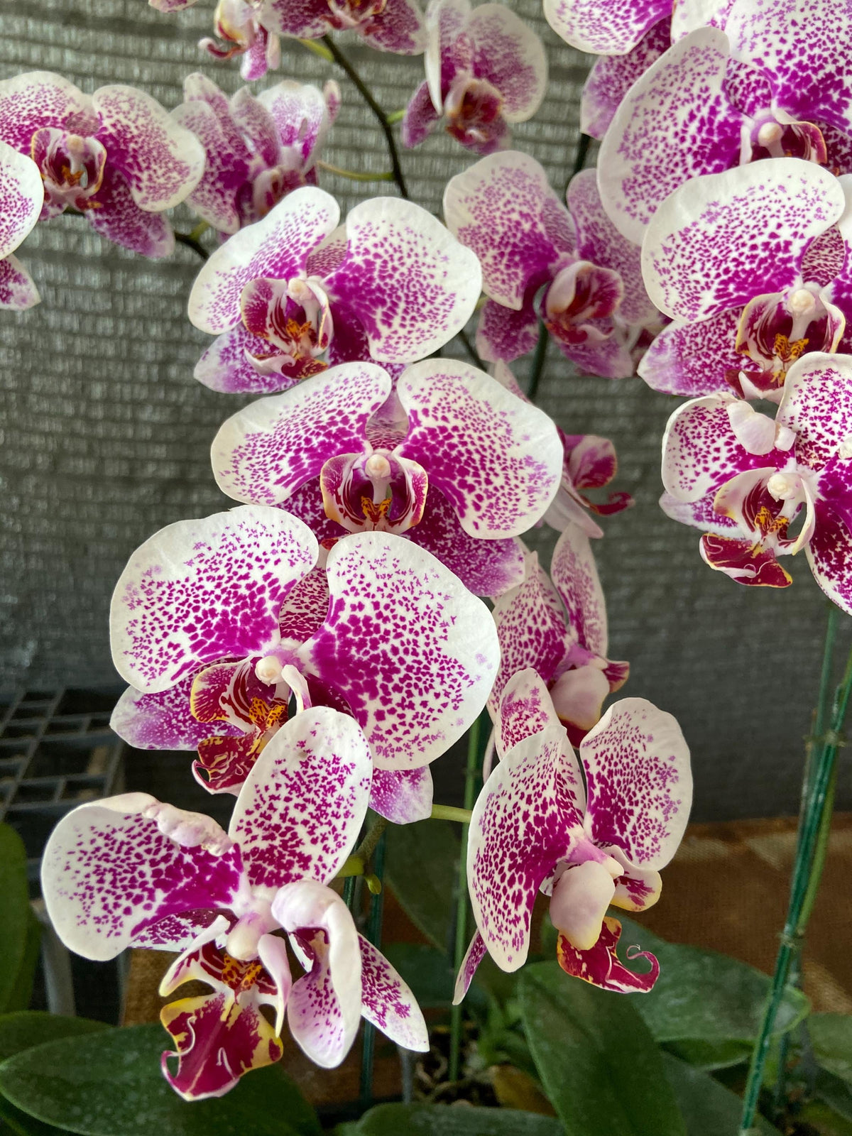 Phalaenopsis orchids Live Plant Multi-color ( select by your choice) easy to care