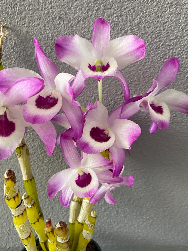 Dendrobium Nobile Pink 1 Plant Orchid (Starter Size)Purple/Pink white