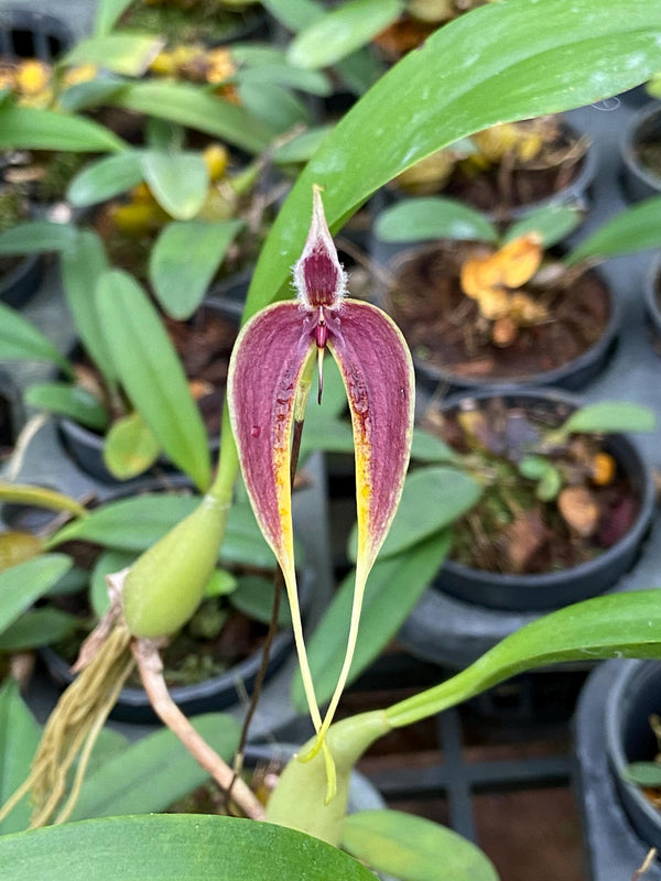 Bulbophyllum maxillare 1 Plant Orchid (bloom Size) rare tropical orchid collecttion