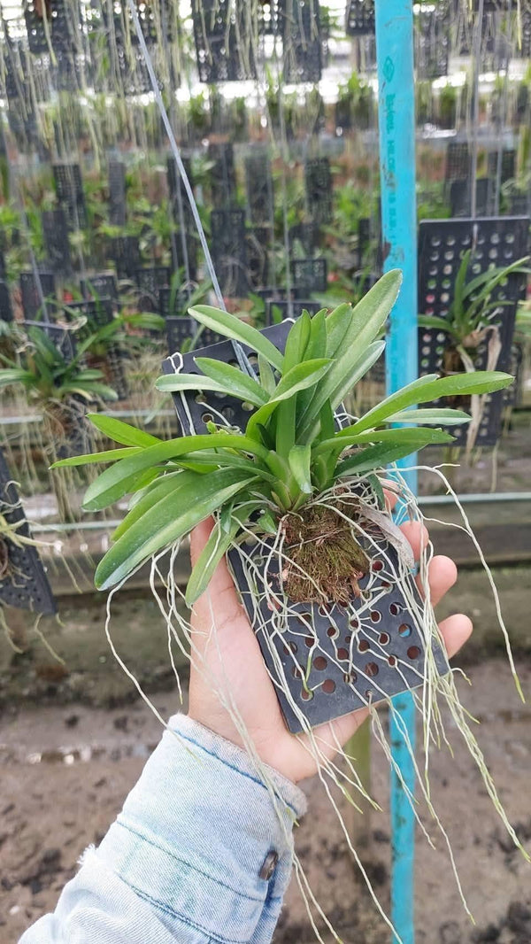 Rodriguezia venusta 1 Plant Orchid (Bloom Size)